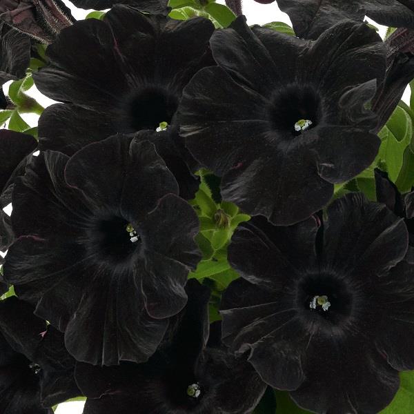 Petunia Go Tunia Black