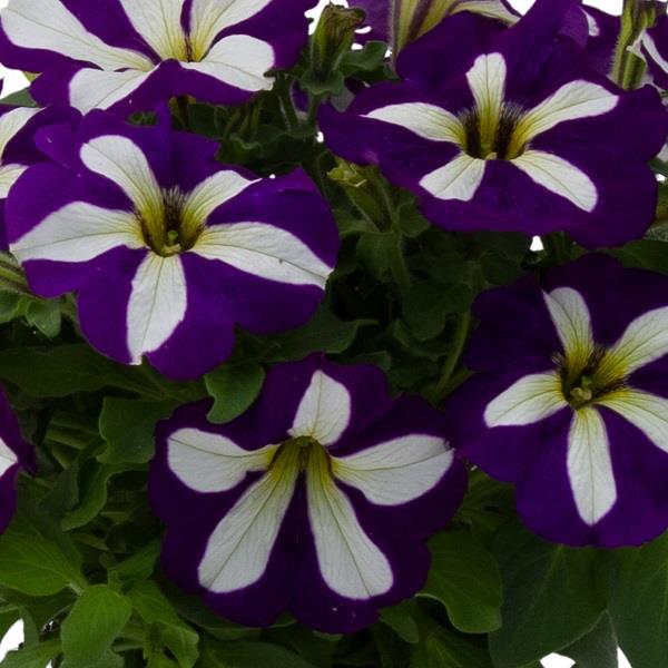 Petunia Go Tunia Lucky Lilac