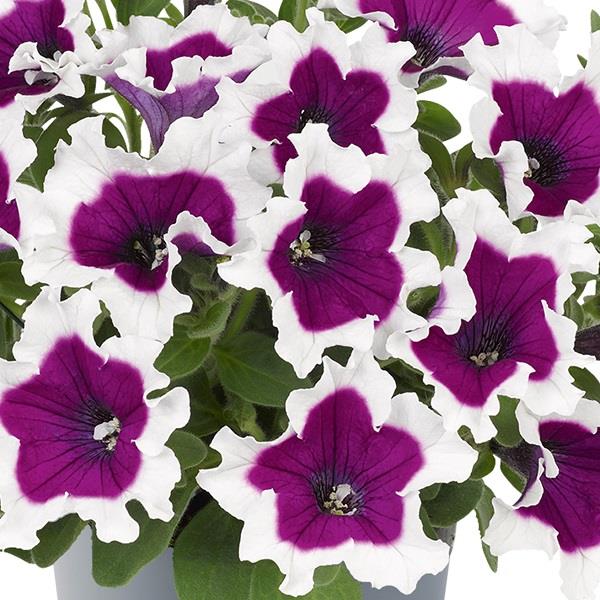 Petunia Purple Picotee
