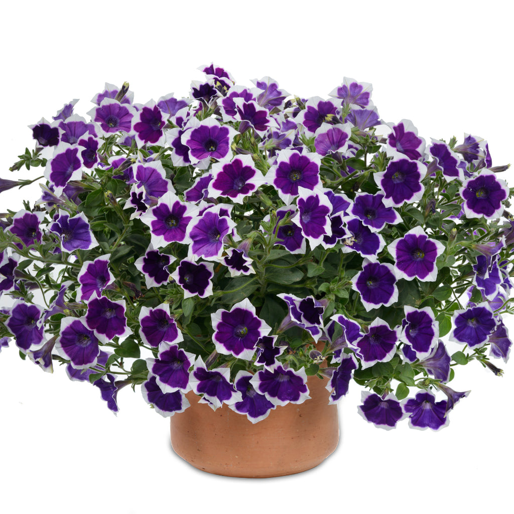 Petunia Cascadias Rim Violet