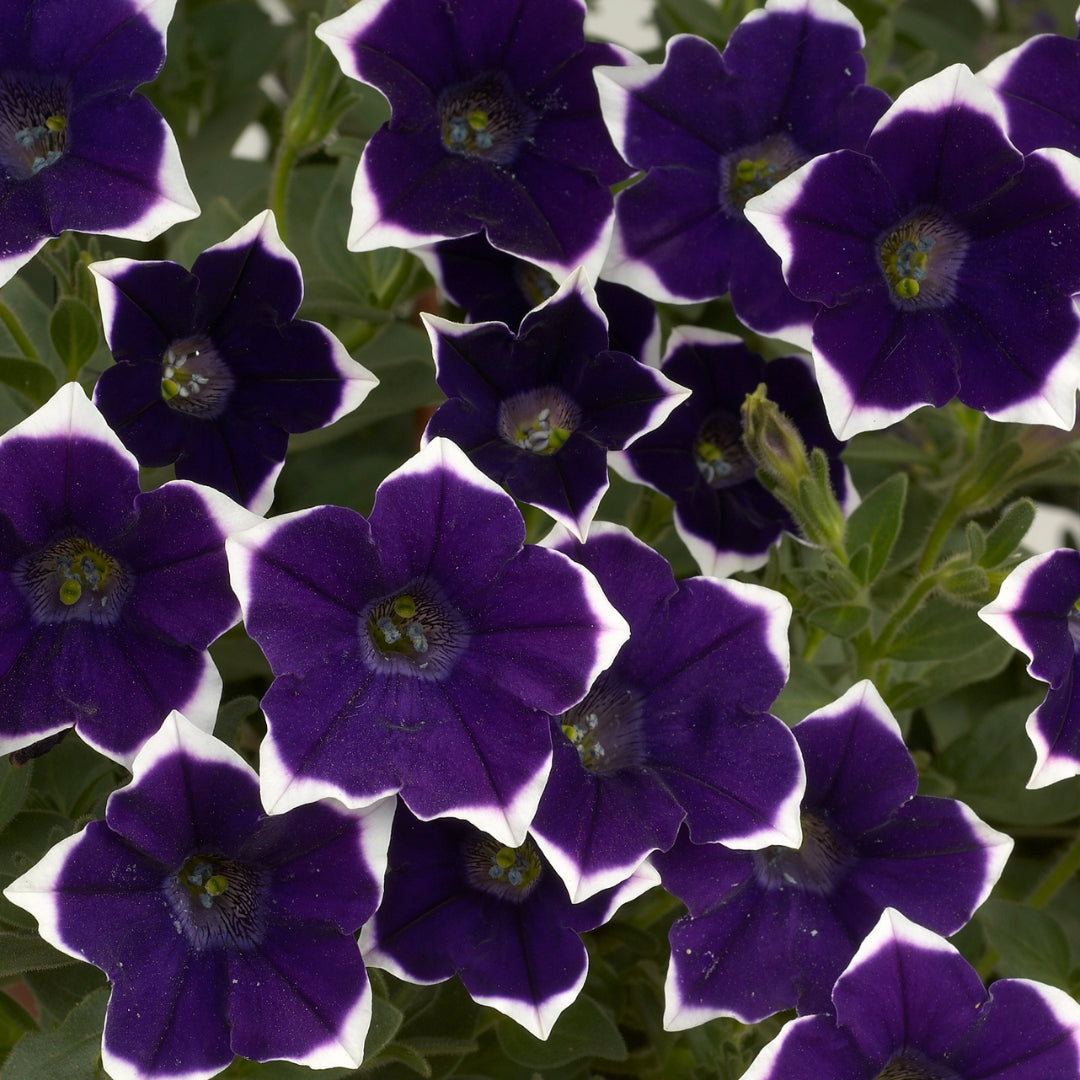 Petunia Cascadias Rim Violet