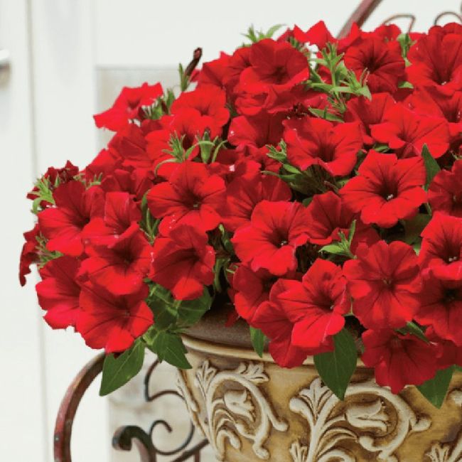 Petunia Surfina Deep Red